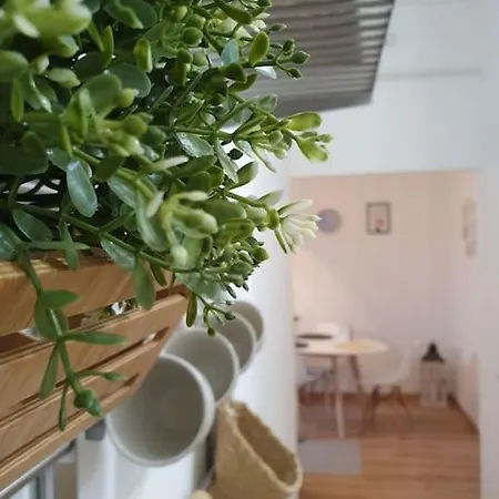 Andrea Belvarosaban * Miskolc